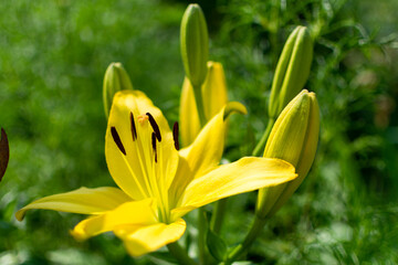 Obraz premium Flowers in the garden with green background