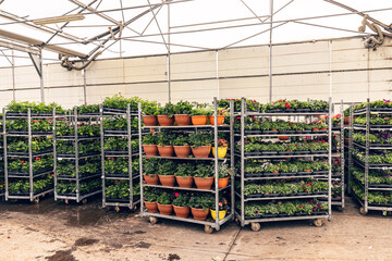 Potted flowers stand in racks