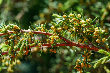 Juniper Juniperus communis Horstmann in bloom on green garden background. Close-up on needles and...