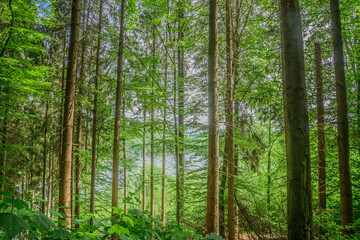 Blick durch den Wald auf die Wuppertalsperre