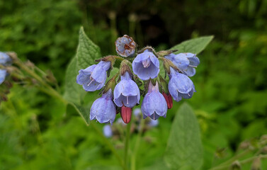 blue flowers in the garden