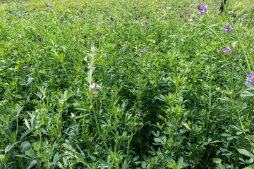 Alfalfa field in the light of the setting sun