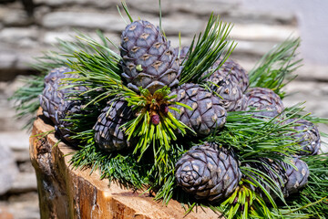 ripe cones from the swiss stone pine for a handmade delicious liquor