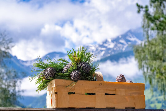 ripe cones from the swiss stone pine for a handmade delicious liquor