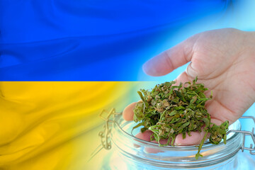 Fototapeta premium national flag of ukraine, green hemp plants, concept of production of medical cannabis preparations, legalization of drugs, personal use, drug policy of country, cultivation, trade of marijuana
