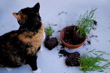 beautiful brown tricolor domestic cat turned indoor flowers, scattered earth from pots, gnawed...