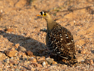 Double-banded sandgrouse isolated on a dry patch of ground