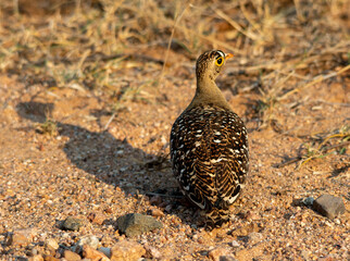 Double-banded sandgrouse isolated on a dry patch of ground