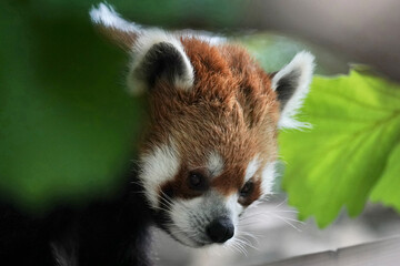 red panda is closed up