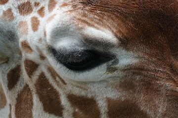 giraffe is closed up