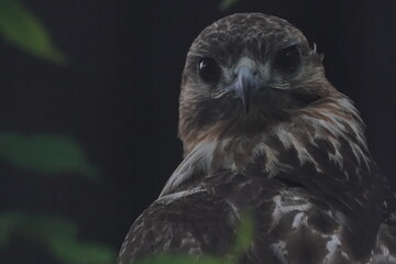 common buzzard is closed up
