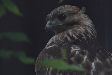 common buzzard is closed up