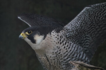 peregrine falcon is closed up