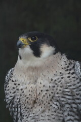 peregrine falcon is closed up