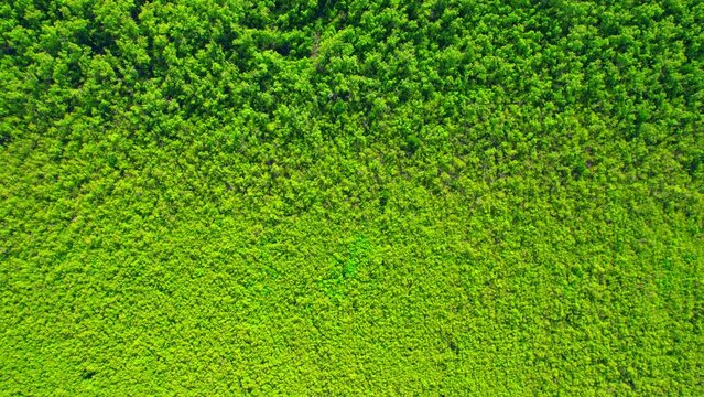 An aerial view from a drone flying over the mangrove forests along the coast. Mangrove forest at Bang Tabun, Phetchaburi Province, Thailand. 4k video.
