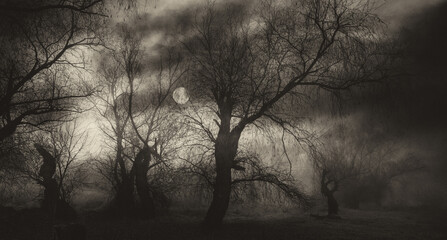 Dark landscape showing forest in mist and smoke at dusk