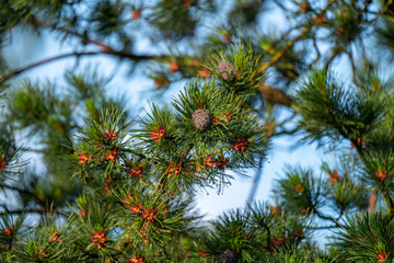 cones and blossom from a swiss stone pine - pinus cembra -  at a sunny spring morning on the mountains