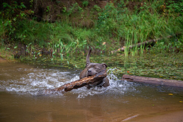 Happy dog carries huge wooden log between her jaws.