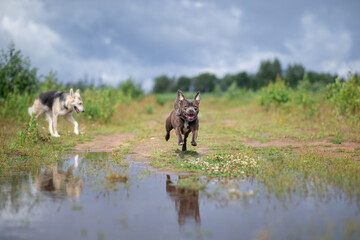 Dog playing on green grass at park. have fun in puddle at outdoors.