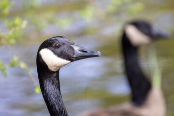Canadian Goose, branta canadensis, portrait or close up Head Shot. High quality photo