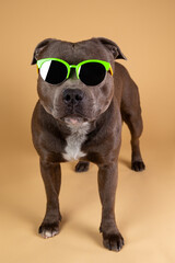 Blue american staffordshire terrier isolated on white background