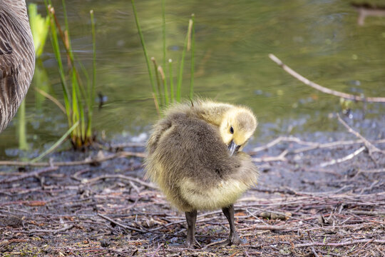 Baby Canada Goose, Branta canadensis, or gosling scratching an itch. High quality photo