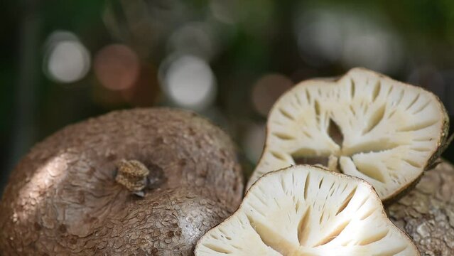 Pueraria mirifica head and slices on nature background.