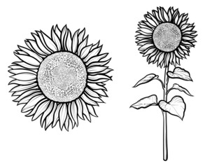 Sunflower isolated on white background. Black and white illustration, vector.
