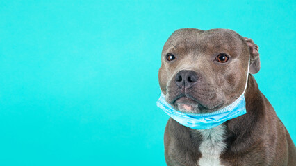 Dog in Medical Protective Mask isolated background with copy space. Dog against COVID-19 virus...