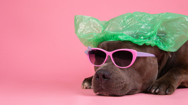 Portrait Of Cute Dog Wearing Shower Cap.