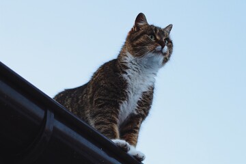 portrait of a cat