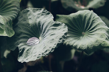 Water drops on lotus leaf background