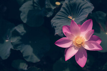 Fototapeta na wymiar lotus flower in the pond with a beautiful light in the morning