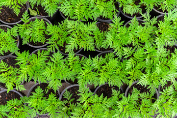 tropical leaves, abstract green leaves texture, nature background