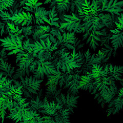 Naklejka na ściany i meble abstract stunning panorama green leaf texture, tropical leaf foliage nature dark green background. green banners nature tropical concept