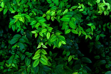 Fototapeta na wymiar abstract stunning panorama green leaf texture, tropical leaf foliage nature dark green background. green banners nature tropical concept