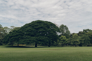 landscape with trees and clouds