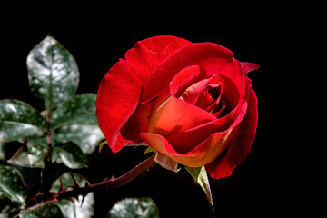 Rosa 04 - rosa rossa su fondo nero , adatta a biglietto auguri