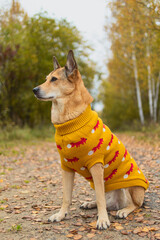 An animal in a sweater, on the street in a square. Autumn mood