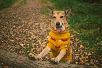 An animal in a sweater, on the street in a square. Autumn mood
