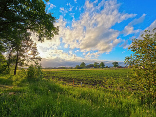 Fototapeta premium Summer landscape with green farm field and forest in the distance, under a blue sky with fluffy white clouds. High quality photo