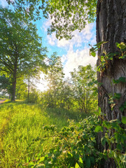 Summer landscape with green farm field and forest in the distance, under a blue sky with fluffy white clouds. High quality photo
