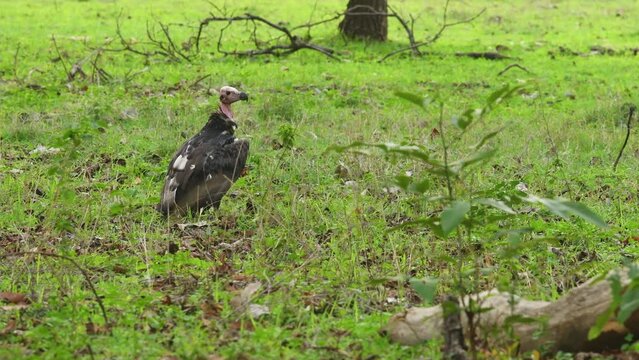 full shot of red headed vulture or sarcogyps calvus or Asian king or Indian black vulture in natural monsoon green background at Bandhavgarh National Park forest Reserve Madhya pradesh india asia