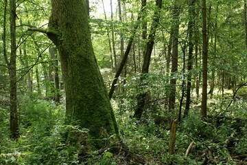 Fototapeta na wymiar las