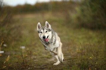 Happy young laika dog running in field