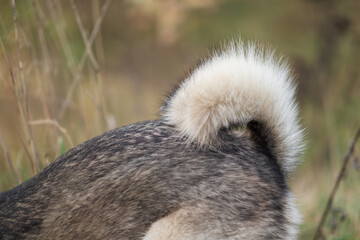 Close up dog tail, dog fur texture