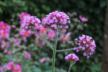 Argentinisches Eisenkraut Verbena bonariensis im Garten Makro