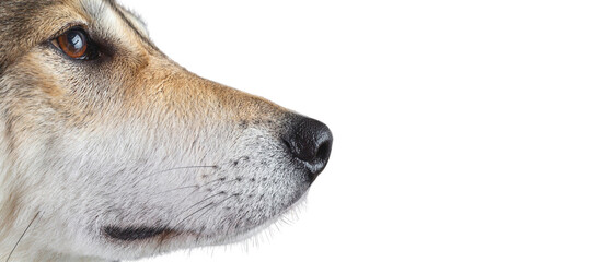 Close up of a husky dog nose