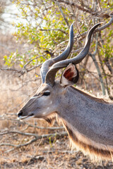 Greater Kudu male, standing on the open grasslands of Africa