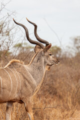 Greater Kudu male, standing on the open grasslands of Africa